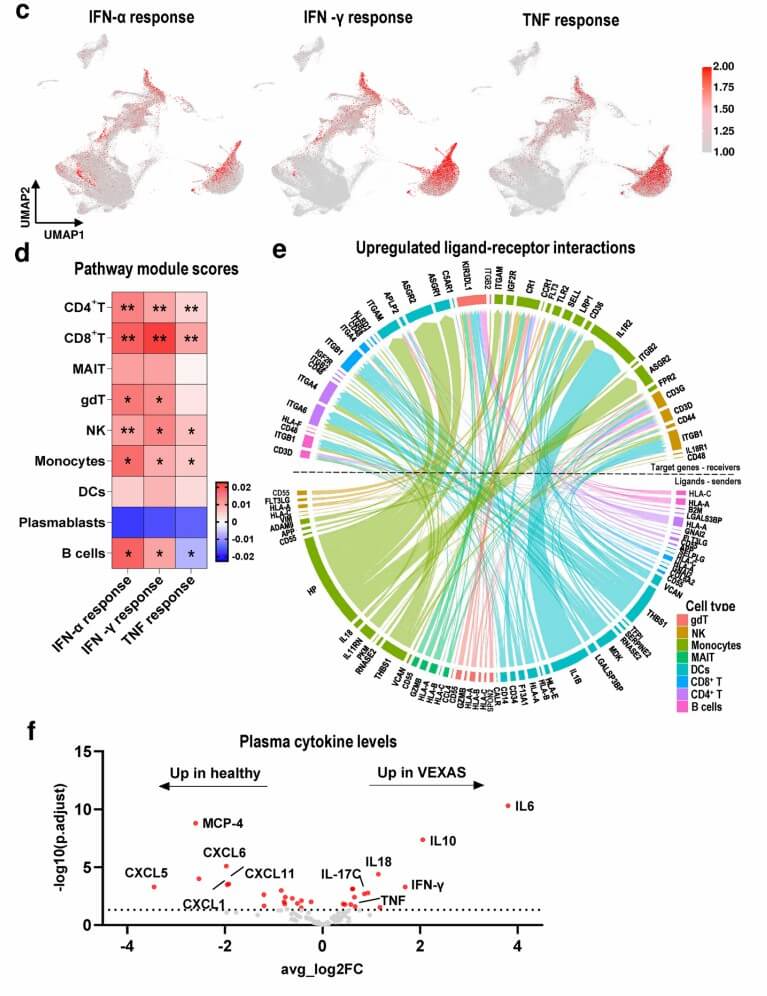Immunology multi-plot analysis: VEXAS vs healthy cell responses, pathways, and cytokines.