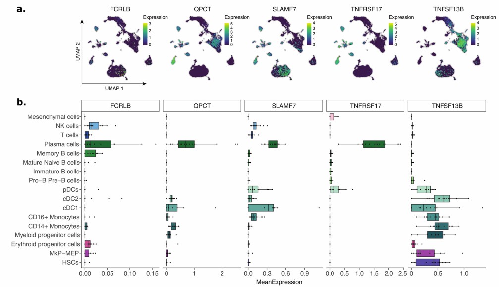 Gene expression visualized with UMAP and box plots across different cell types.