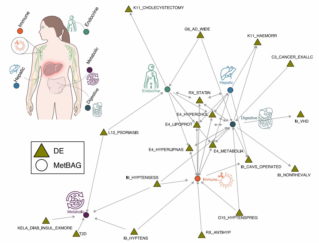 Diagram linking immune/endocrine/metabolic/digestive systems with medical terms and symbols.