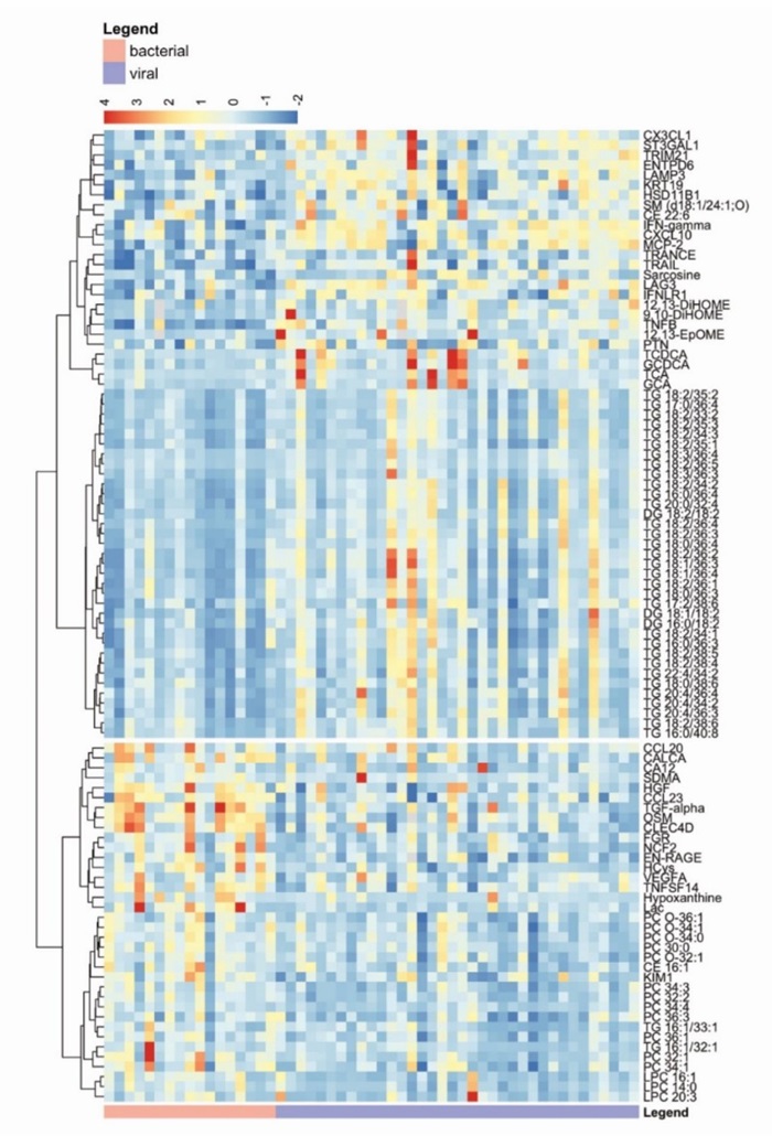 Heatmap of microbiome data clustered by bacterial (pink) and viral (purple) stimuli.