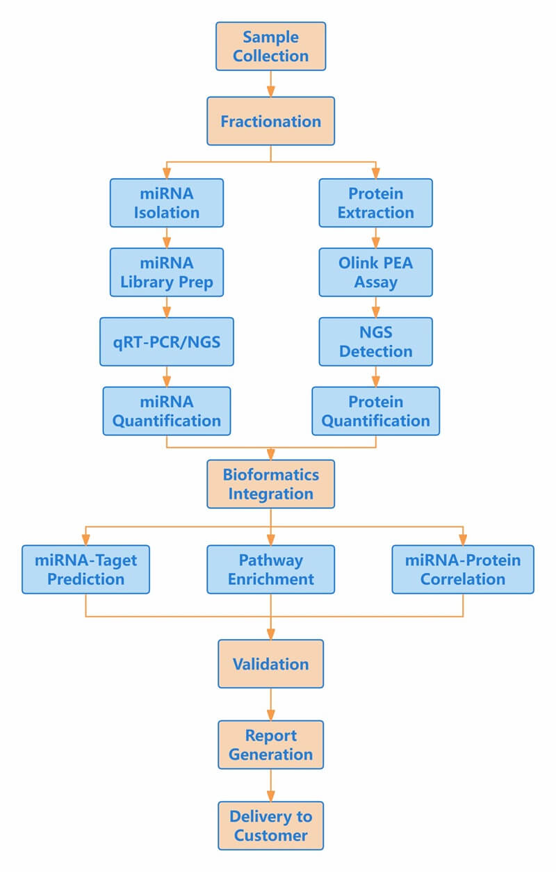 Bioinformatics flowchart: miRNA and protein analysis merge for multi-omics integration and reporting.