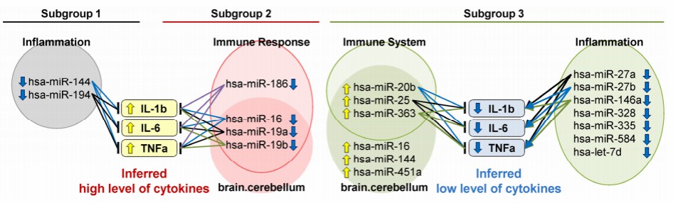 Differential miRNA-cytokine pathways in 3 cerebellar immune subgroups.