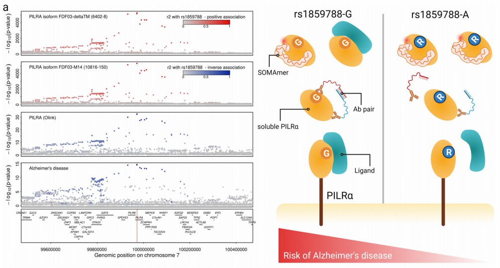 PILRA gene variant rs1859788's link to Alzheimer's disease risk via functional mechanisms.