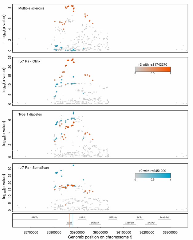 Manhattan plots for MS, T1D, and IL-7Ra (Olink/SomaScan) on chr5.