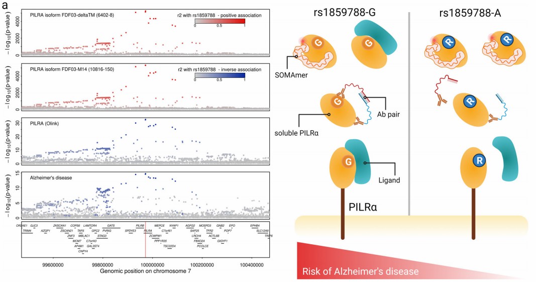 Genetic analysis of Alzheimer's disease: Manhattan plot and PILRA mechanism.