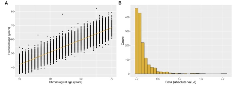 Aging clock model performance metrics and key biomarker contributions to predictive accuracy