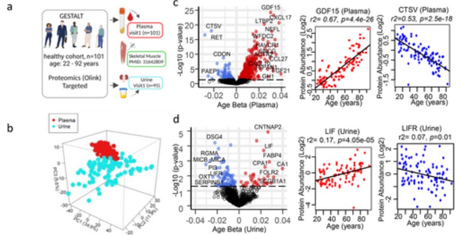 Proteomic analysis of aging biomarkers in human plasma and urine samples from healthy donors.