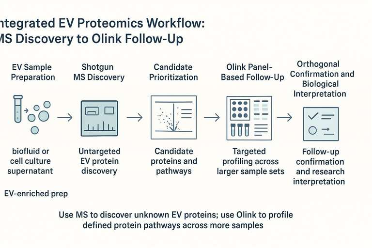 Integrated EV proteomics workflow combining shotgun mass spectrometry discovery with Olink panel-based follow-up and orthogonal confirmation