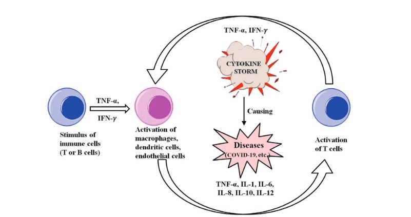 Figure 1. Cytokine panel diagram of release pathways