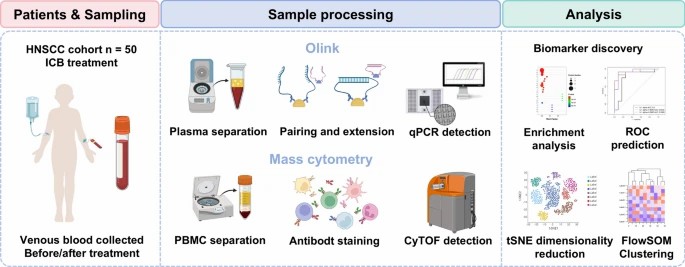 Figure 2. Olink cytokine profiling of immune responses