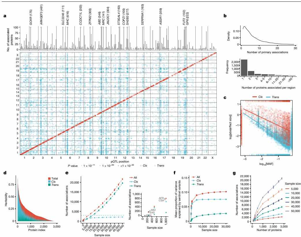 Genetic architecture of protein quantitative trait loci (pQTLs).