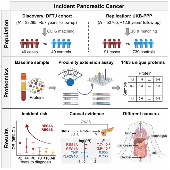 Figure 1. Olink proteomics reveals REG1A/REG1B blood biomarkers before pancreatic cancer