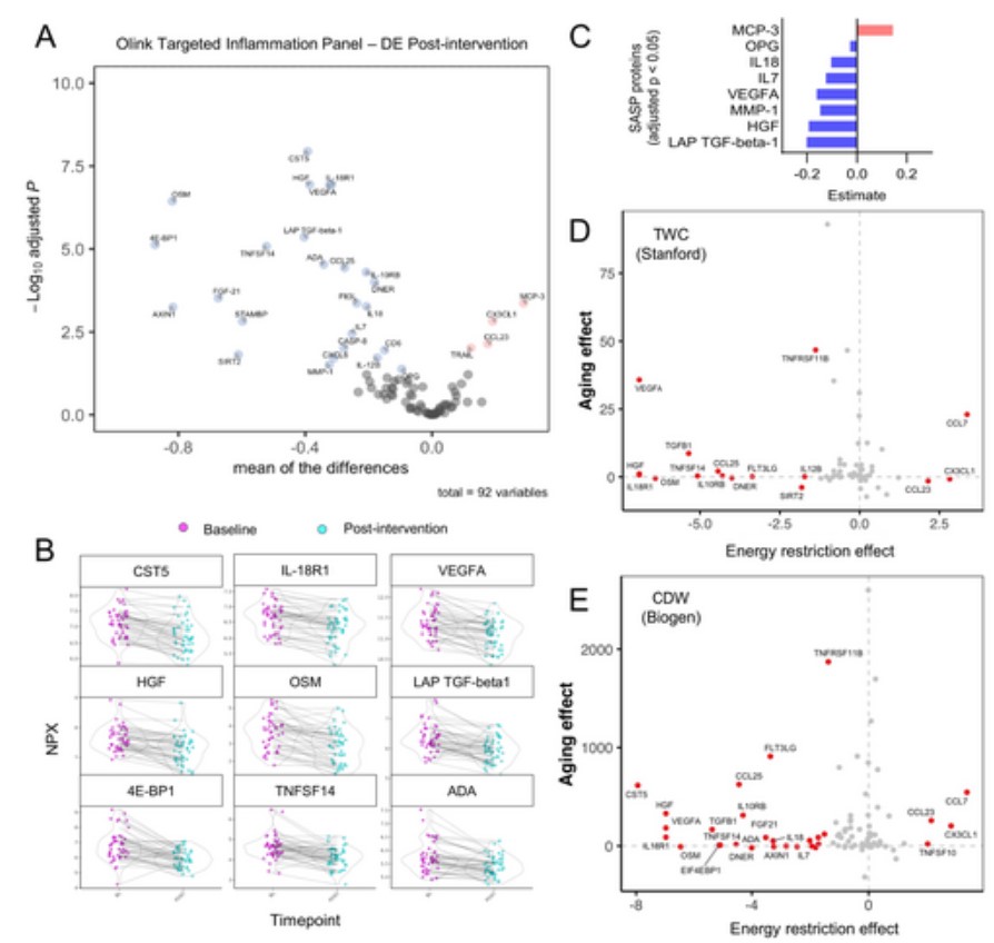 Energy restriction weight loss reduces inflammatory age-related proteins and reverses biological aging markers