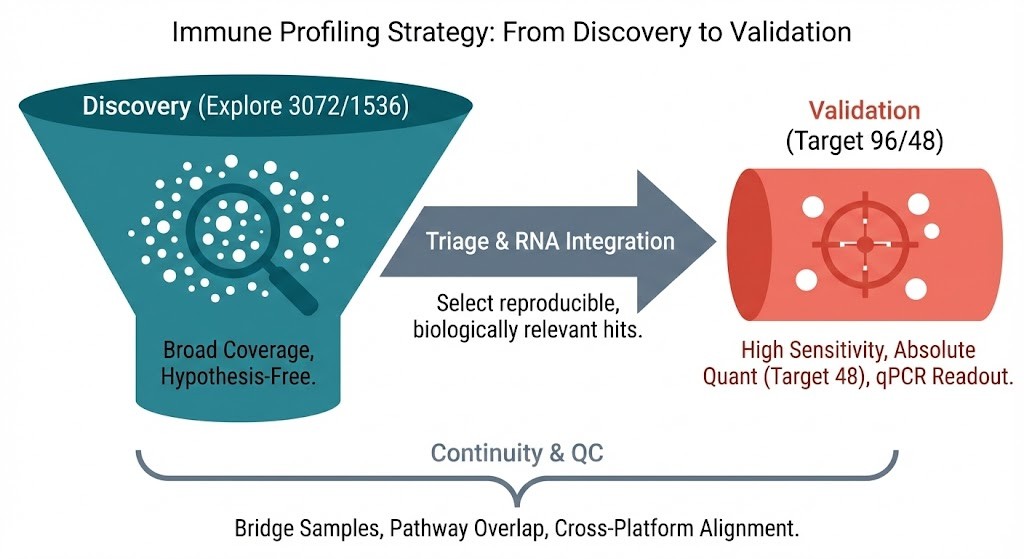 Flow diagram showing the transition from broad immune discovery with Olink Explore 3072/1536 to focused validation with Target 96/48, emphasizing continuity and QC.