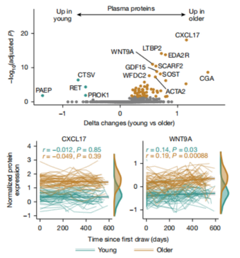 Volcano plot and longitudinal expression of plasma proteins in young vs older adults.