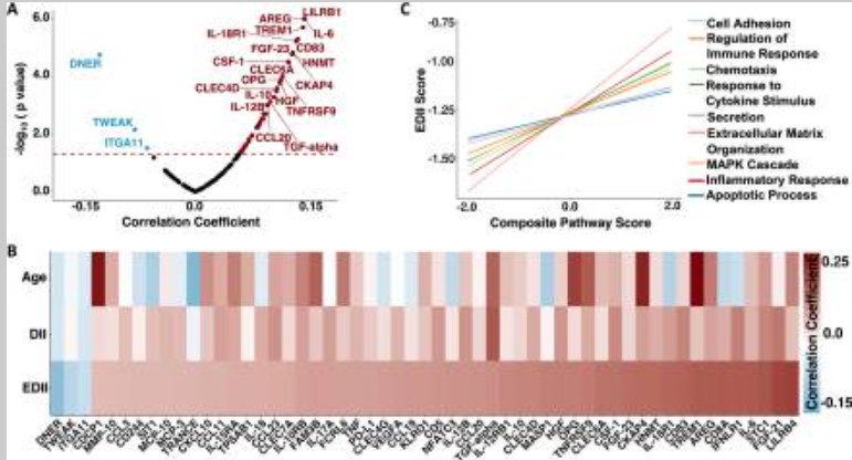 Heatmap showing correlations between immune proteins and dietary inflammation scores in metabolic research.