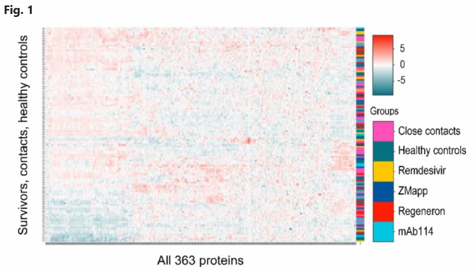 Heatmap visualization of protein expression patterns in Ebola survivors versus control groups by treatment status.