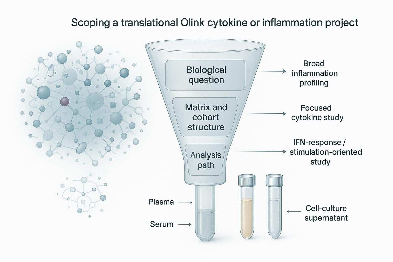 Biomedical journal-style figure showing scoping a translational Olink cytokine or inflammation project from broad concept through question, matrix/cohort, and analysis path into three refined study types