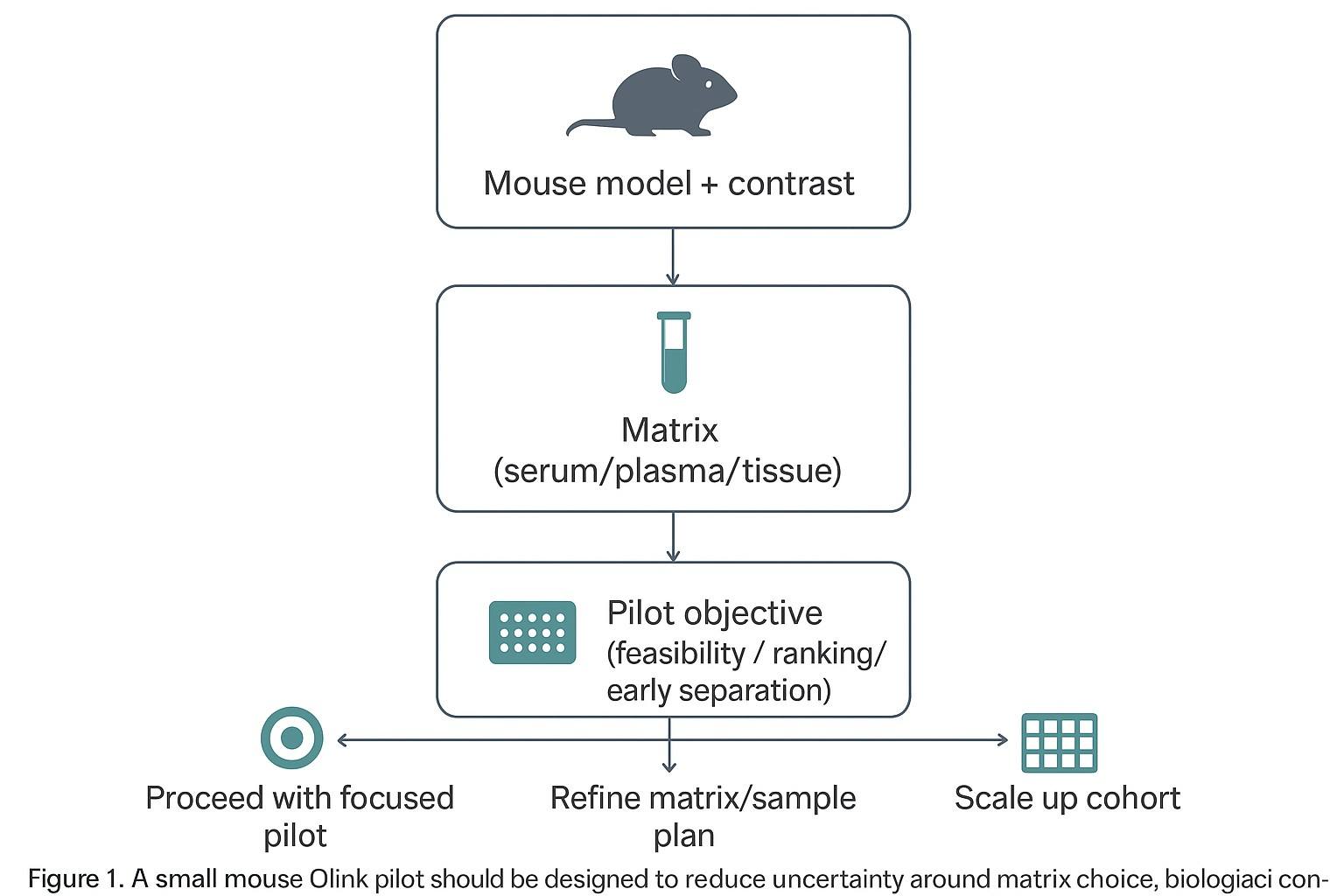 Figure 1. A small mouse Olink pilot should be designed to reduce uncertainty around matrix choice, biological contrast, and scale-up readiness—not simply to maximize assay breadth.