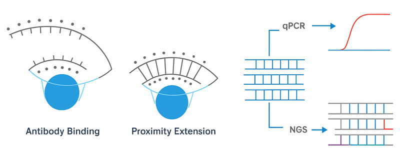 Olink Proteomics principle