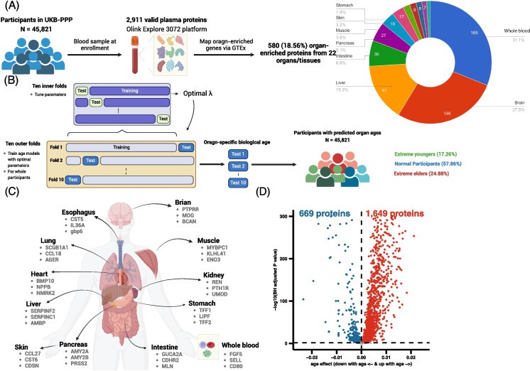 Plasma protein model for biological aging analysis