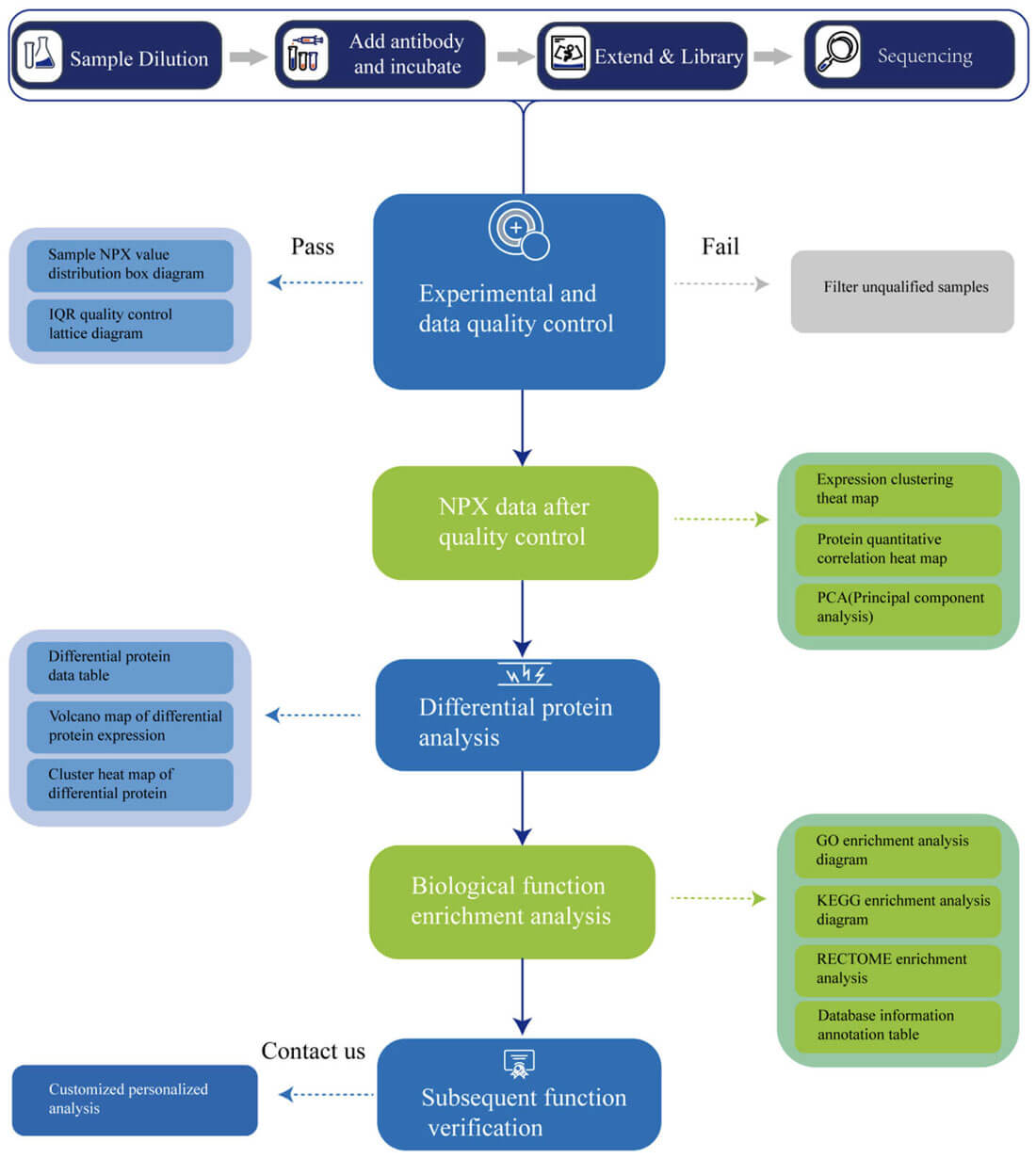 Workflow of Olink Products in Creative Proteomics
