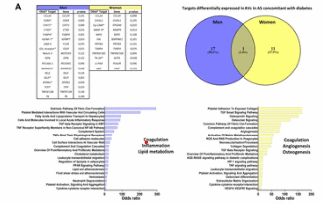 Heatmap of differentially expressed targets in diabetic AVs, highlighting sex-specific molecular pathway variations.