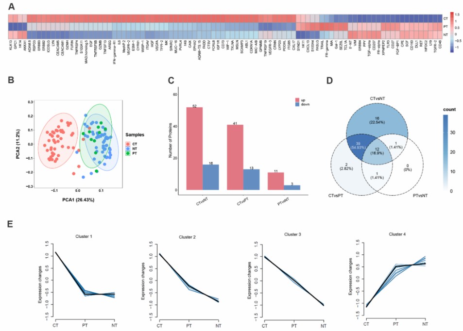 Proteomic changes in cancer-related protein profiles across CT, PT, and NT tissues.