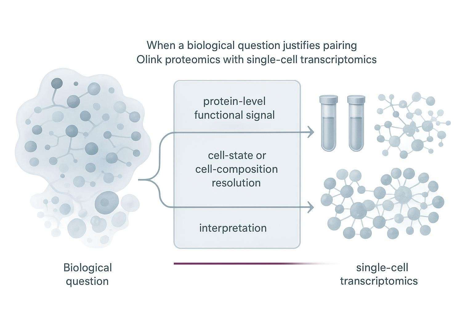 How a biological question splits into protein-level and cell-state uncertainties that justify pairing Olink proteomics with single-cell transcriptomics.